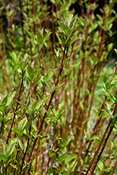 Arctic Fire Red Twig Dogwood (Cornus sericea 'Farrow') at Parkland Garden Centre