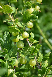 Captivator Gooseberry (Ribes uva-crispa 'Captivator') at Parkland Garden Centre