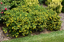 Happy Face Yellow Potentilla (Potentilla fruticosa 'Lundy') at Parkland Garden Centre