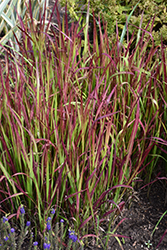 Red Baron Japanese Blood Grass (Imperata cylindrica 'Red Baron') at Parkland Garden Centre
