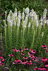 Floristan White Blazing Star (Liatris spicata 'Floristan White') at Parkland Garden Centre