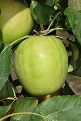 Norkent Apple (Malus 'Norkent') at Parkland Garden Centre