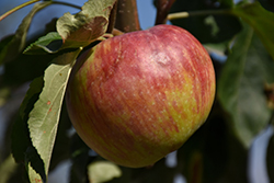 Hardi-Mac Apple (Malus 'Hardi-Mac') at Parkland Garden Centre