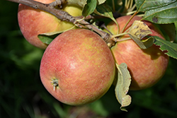 Odyssey Apple (Malus 'Jefsey') at Parkland Garden Centre