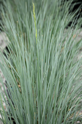 Sapphire Blue Oat Grass (Helictotrichon sempervirens 'Sapphire') at Parkland Garden Centre