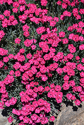 Paint The Town Red Pinks (Dianthus 'Paint The Town Red') at Parkland Garden Centre