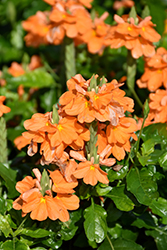 Orange Marmalade Firecracker Plant (Crossandra infundibuliformis 'Orange Marmalade') at Parkland Garden Centre