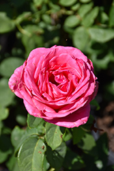 Perfume Delight Rose (Rosa 'Perfume Delight') at Parkland Garden Centre
