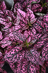 Splash Select Pink Polka Dot Plant (Hypoestes phyllostachya 'PAS2341') at Parkland Garden Centre