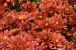 Stardust Chrysanthemum (Chrysanthemum 'Jefdust') at Parkland Garden Centre