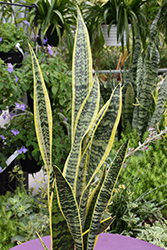 Striped Snake Plant (Sansevieria trifasciata 'Laurentii') at Parkland Garden Centre