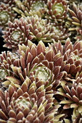 Chick Charms Cosmic Candy Hens And Chicks (Sempervivum 'Cosmic Candy') at Parkland Garden Centre