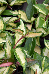 Variegated Wax Plant (Hoya carnosa 'Variegata') at Parkland Garden Centre