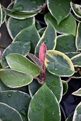 Krimson Queen Wax Plant (Hoya carnosa 'Krimson Queen') at Parkland Garden Centre