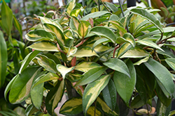 Rubra Wax Plant (Hoya carnosa 'Rubra') at Parkland Garden Centre