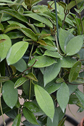 Wax Plant (Hoya bilobata) at Parkland Garden Centre