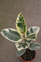 Chroma Tineke Rubber Plant (Ficus elastica 'Tineke') at Parkland Garden Centre