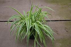 Reverse Variegated Spider Plant (Chlorophytum comosum 'Reverse Variegatum') at Parkland Garden Centre