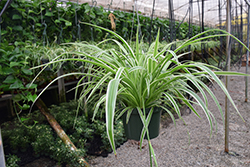 Reverse Variegated Spider Plant (Chlorophytum comosum 'Reverse Variegatum') at Parkland Garden Centre