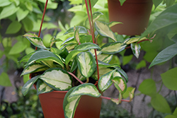 Tricolor Wax Plant (Hoya carnosa 'Tricolor') at Parkland Garden Centre