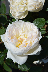 Bolero Rose (Rosa 'Meidelweis') at Parkland Garden Centre