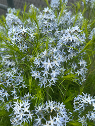 String Theory Blue Star (Amsonia 'String Theory') at Parkland Garden Centre
