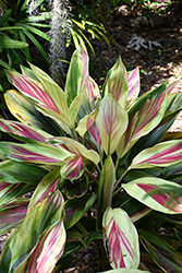 Exotica Hawaiian Ti Plant (Cordyline fruticosa 'Exotica') at Parkland Garden Centre