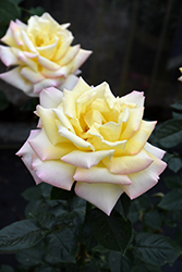 Peace Rose (Rosa 'Peace') at Parkland Garden Centre