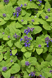 Chartreuse On The Loose Catmint (Nepeta 'Chartreuse On The Loose') at Parkland Garden Centre