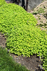Chartreuse On The Loose Catmint (Nepeta 'Chartreuse On The Loose') at Parkland Garden Centre