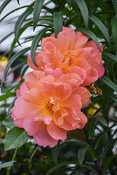 Marmalade Dream Rose (Rosa 'Marmalade Dream') at Parkland Garden Centre