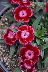 Beauties Olivia Cherry Pinks (Dianthus 'Hilbeaolcher') at Parkland Garden Centre