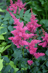 Younique Ruby Red Astilbe (Astilbe 'VersRed') at Parkland Garden Centre
