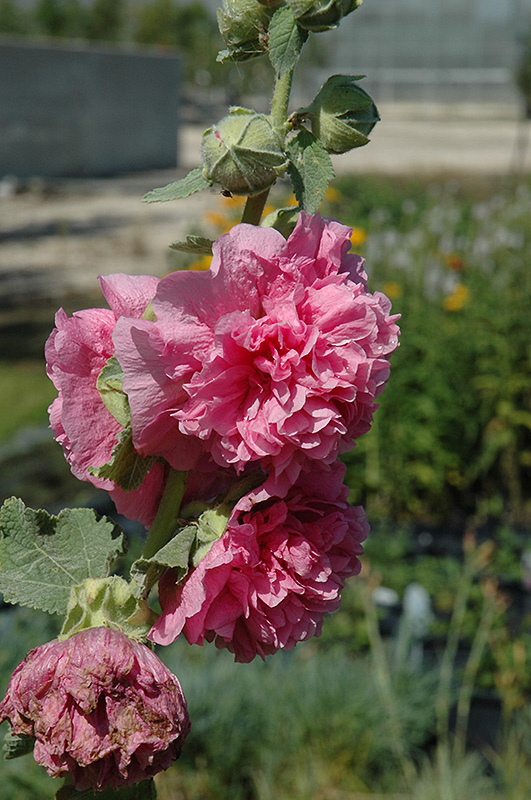 Chater's Double Pink Hollyhock (Alcea rosea 'Chater's Double Pink') in Red  Deer Sylvan Lake Lacombe Blackfalds Innisfail Alberta AB at Parkland Garden  Centre