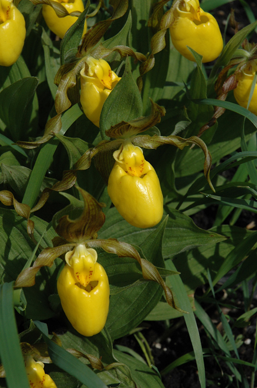 Cypripedium parviflorum v. parviflorum, the small yellow lady slipper –  Botany Boy