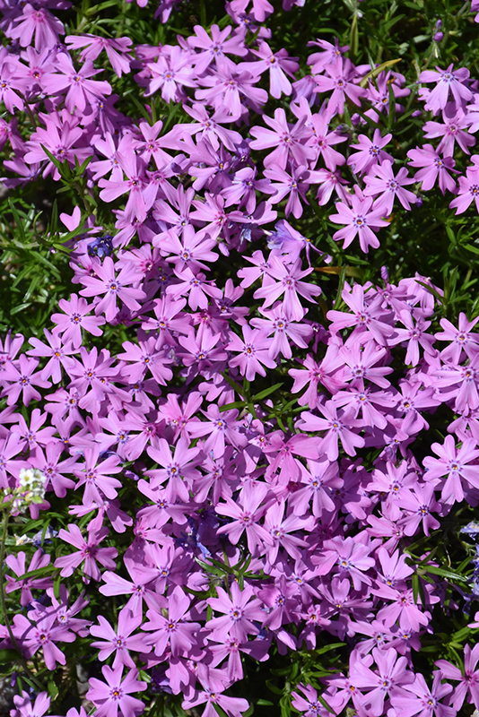 Arctic Phlox (Phlox borealis) in Red Deer Sylvan Lake Lacombe ...