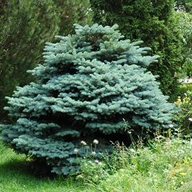 The Blues Colorado Blue Spruce (Picea pungens 'The Blues') in Simcoe,  Ontario (ON) at Eising Garden Centre
