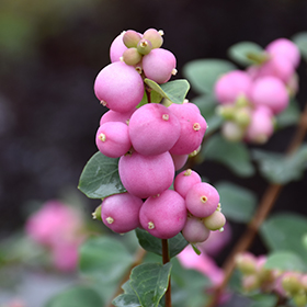 Proud Berry Coralberry (Symphoricarpos 'Sofie') in Edmonton St Albert  Sherwood Park Stony Plain Alberta AB at Millcreek Nursery Ltd