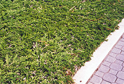 Prince of Wales Juniper (Juniperus horizontalis 'Prince of Wales') at Parkland Garden Centre