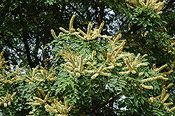 Amur Maackia (Maackia amurensis) at Parkland Garden Centre