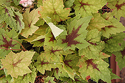 Pirate's Patch Foamflower (Tiarella 'Pirate's Patch') at Parkland Garden Centre