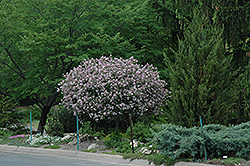Dwarf Korean Lilac (tree form) (Syringa meyeri 'Palibin (tree form)') at Parkland Garden Centre