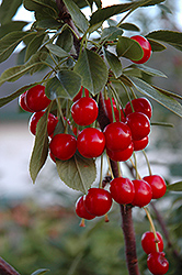 Evans Cherry (Prunus 'Evans') at Parkland Garden Centre