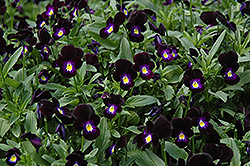Bowles Black Pansy (Viola cornuta 'Bowles Black') at Parkland Garden Centre