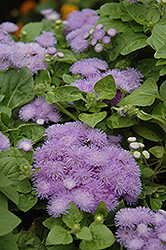 Hawaii Blue Flossflower (Ageratum 'Hawaii Blue') at Parkland Garden Centre