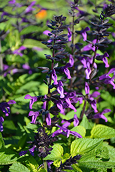 Rockin' Deep Purple Sage (Salvia 'BBSAL09001') at Parkland Garden Centre