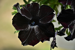 Crazytunia Black Mamba Petunia (Petunia 'Crazytunia Black Mamba') at Parkland Garden Centre
