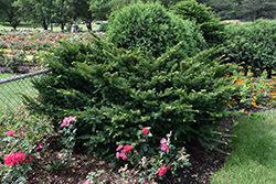 Morden Japanese Yew (Taxus cuspidata 'Morden') at Parkland Garden Centre