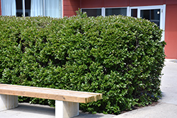 Hedge Cotoneaster (Cotoneaster lucidus) at Parkland Garden Centre