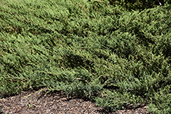 Blue Danube Juniper (Juniperus sabina 'Blue Danube') at Parkland Garden Centre